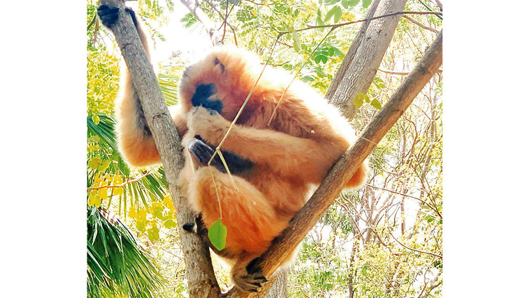 Trong vườn quốc gia Tà Ðùng có nhiều loại động vật quý hiếm có tên trong Sách đỏ Việt Nam (2007).