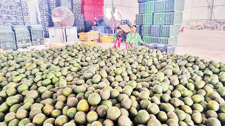 Cam sành rớt giá, nông dân Vĩnh Long thu hoạch cam về chất đống tại nhà vì khó tiêu thụ.