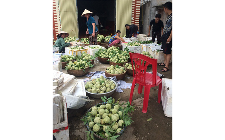 Na Lục Nam ngày càng được người dân ưa chuộng.