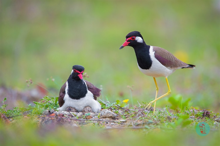 Triển lãm ảnh Hội An - Nơi đàn chim trở về