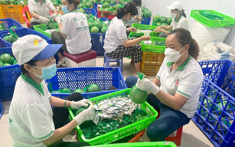 Trái bưởi được nhiều tỉnh đồng bằng sông Cửu Long công nhận là sản phẩm OCOP có giá trị kinh tế cao. (Ảnh TRẦN THƠM)