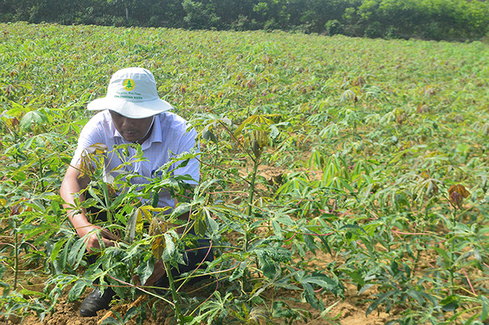 Đến thời điểm này, toàn tỉnh Quảng Ngãi có hơn 7.085 ha sắn bị nhiễm bệnh virus khảm lá, chiếm 64,7% diện tích sắn niên vụ 2023-2024. Đến thời điểm này, toàn tỉnh Quảng Ngãi có hơn 7.085 ha sắn bị nhiễm bệnh virus khảm lá, chiếm 64,7% diện tích sắn niên vụ 2023-2024.