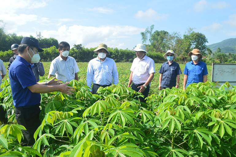 Lãnh đạo tỉnh Quảng Ngãi và các cơ quan chức năng kiểm tra mô hình trồng khảo nghiệm giống sắn kháng bệnh HN3 tại huyện miền núi Sơn Hà. Lãnh đạo tỉnh Quảng Ngãi và các cơ quan chức năng kiểm tra mô hình trồng khảo nghiệm giống sắn kháng bệnh HN3 tại huyện miền núi Sơn Hà.