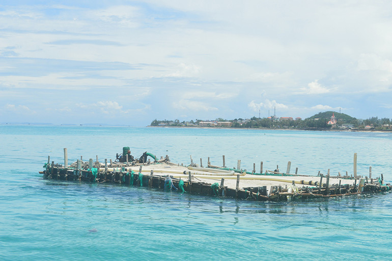 Tình trạng khai thác cát biển phục vụ nghề trồng hành, tỏi gây ảnh hưởng đến các rạn san hô, thảm cỏ biển.
