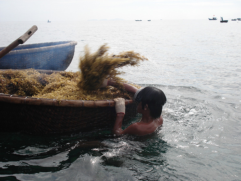 Tình trạng khai thác rong mơ theo kiểu "tận diệt" gây suy giảm nghiêm trọng hệ sinh thái biển, làm cạn kiệt nguồn hải sản.