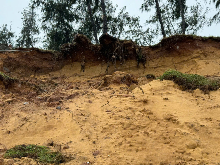 Tỉnh Quảng Ngãi yêu cầu triển khai các biện pháp ban đầu để khắc phục sạt lở bờ biển thôn Tuyết Diêm 1, xã Bình Thuận, huyện Bình Sơn.