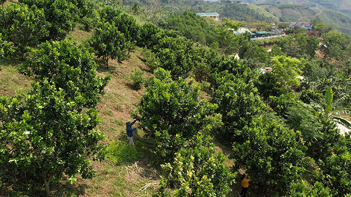 Mô hình cây ăn trái giúp đồng bào Ca Dong ở huyện vùng cao Sơn Tây có thu nhập ổn định.