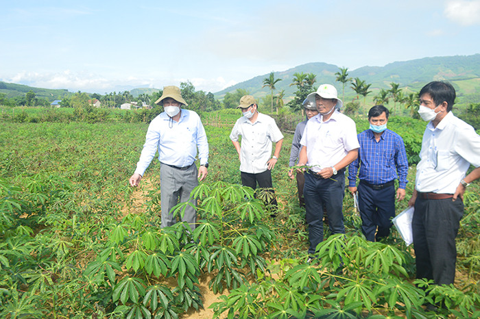 Nhiều năm qua, tỉnh Quảng Ngãi vẫn loay hoay trong việc tìm giải pháp hữu hiệu để phòng, chống bệnh virus khảm lá sắn. Nhiều năm qua, tỉnh Quảng Ngãi vẫn loay hoay trong việc tìm giải pháp hữu hiệu để phòng, chống bệnh virus khảm lá sắn.