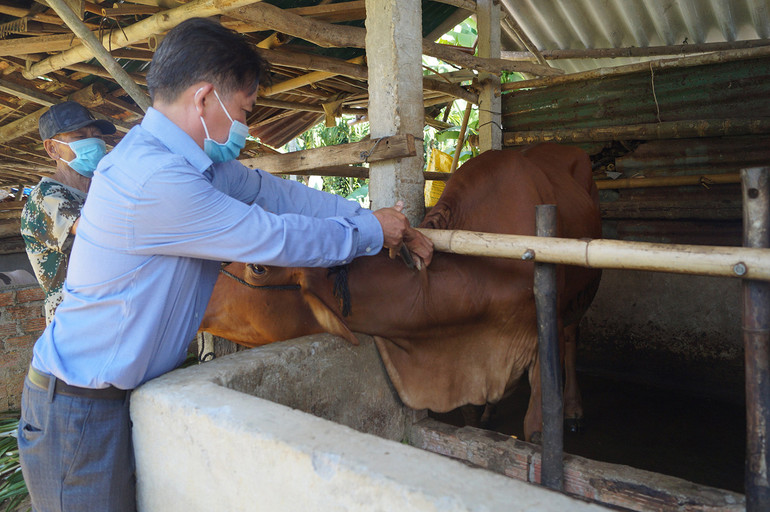 Giải pháp phòng bệnh bằng vaccine là giải pháp hiệu quả và chi phí thấp nhất.