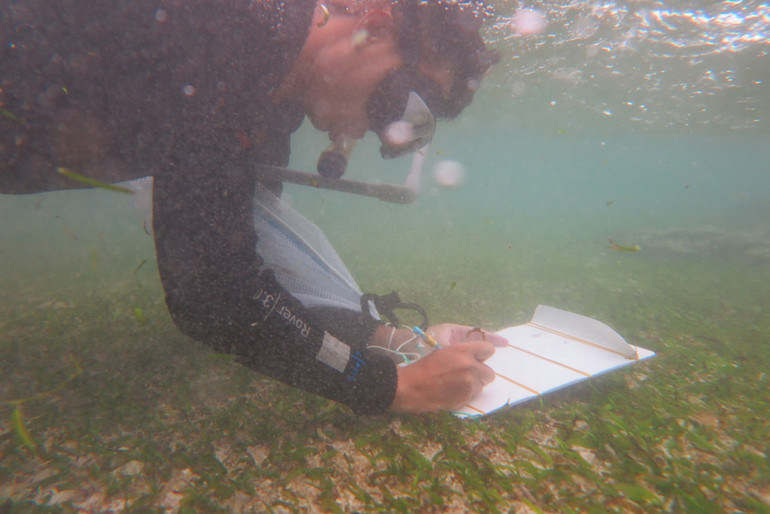 Quan trắc thảm cỏ biển Khu bảo tồn biển Lý Sơn.