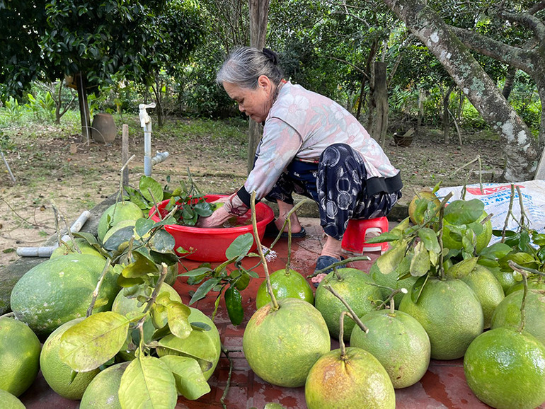 Quảng Ngãi có 30,5ha cây ăn quả với sản lượng 808 tấn/năm được chứng nhận VietGAP. Quảng Ngãi có 30,5ha cây ăn quả với sản lượng 808 tấn/năm được chứng nhận VietGAP.