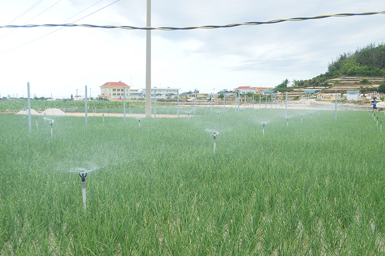 Nông dân huyện đảo Lý Sơn ứng dụng công nghệ tưới phun tự động vào sản xuất nông nghiệp. Nông dân huyện đảo Lý Sơn ứng dụng công nghệ tưới phun tự động vào sản xuất nông nghiệp.
