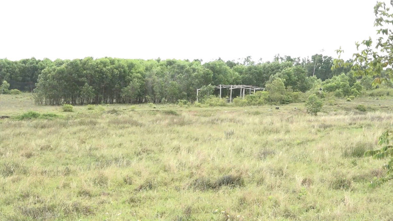 Nhiều dự án tại Dung Quất do Tập đoàn FLC và liên danh công ty làm chủ đầu tư bỏ hoang nhiều năm, gây lãng phí tài nguyên.