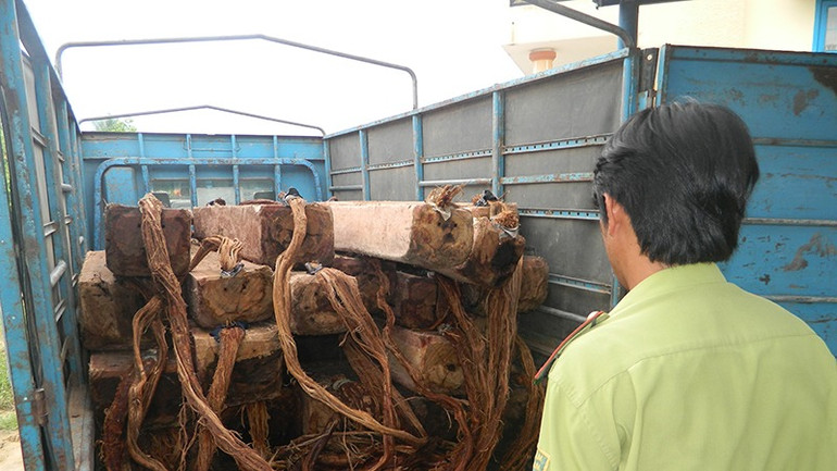 Lực lượng kiểm lâm Quảng Ngãi phát hiện, xử lý nhiều vụ vận chuyển lâm sản trái phép.