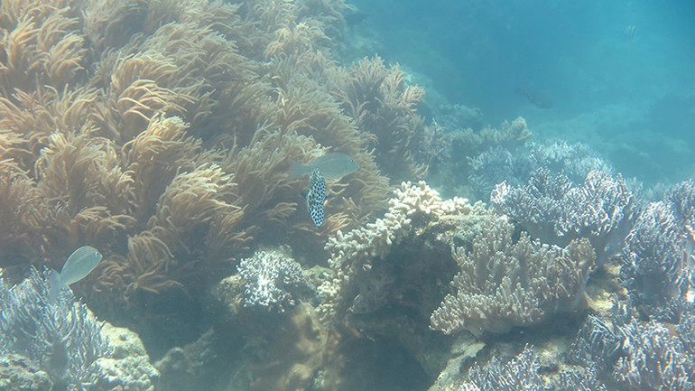 Khu bảo tồn biển Lý Sơn, viên ngọc quý về đa dạng sinh học biển của Quảng Ngãi.