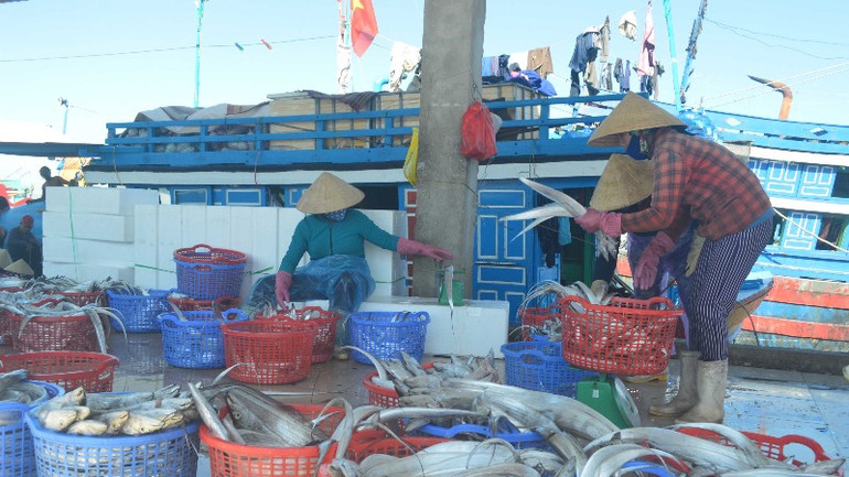 Mua bán hải sản tại cảng cá Tịnh Kỳ, thành phố Quảng Ngãi.