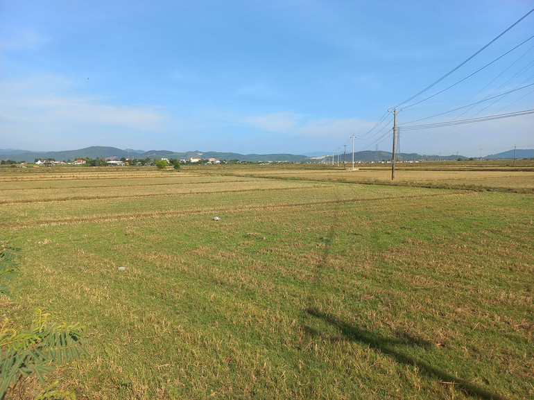 Nhiều diện tích trồng lúa ở xã Phổ Cường, thị xã Đức Phổ phải bỏ hoang vì thiếu nước tưới. Nhiều diện tích trồng lúa ở xã Phổ Cường, thị xã Đức Phổ phải bỏ hoang vì thiếu nước tưới.