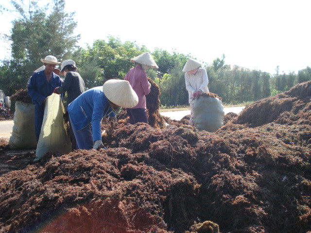 Hoạt động khai thác rong mơ đem lại nguồn thu nhập đáng kể cho người dân ven biển huyện Bình Sơn.