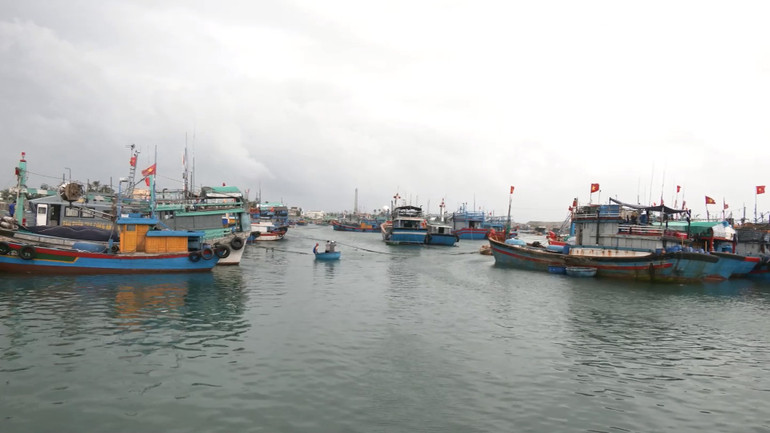 Hàng nghìn tàu cá của ngư dân Quảng Ngãi di chuyển về các bến neo đậu tránh trú bão số 6.