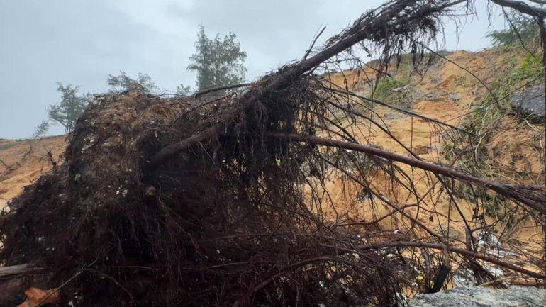 Dương liễu phòng hộ ngã đổ trơ gốc.