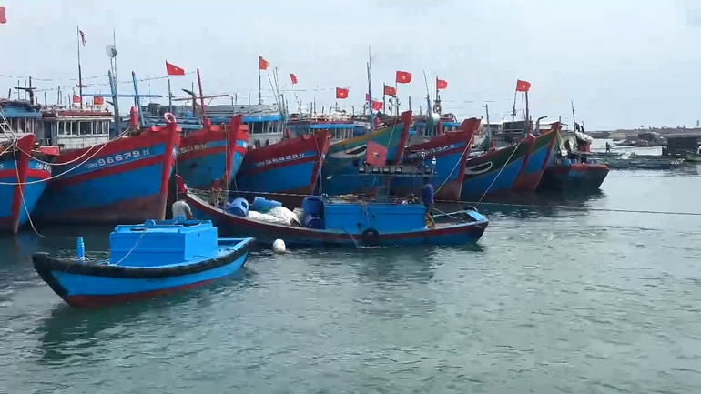 Hàng trăm tàu cá của ngư dân Lý Sơn đã vào neo đậu an toàn tại vũng neo trú tàu thuyền Lý Sơn.