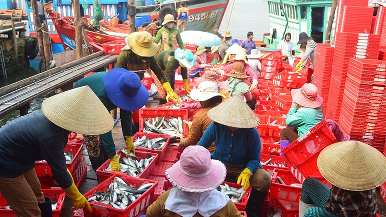 Khai thác thủy sản luôn được xem là thế mạnh của tỉnh Quảng Ngãi.