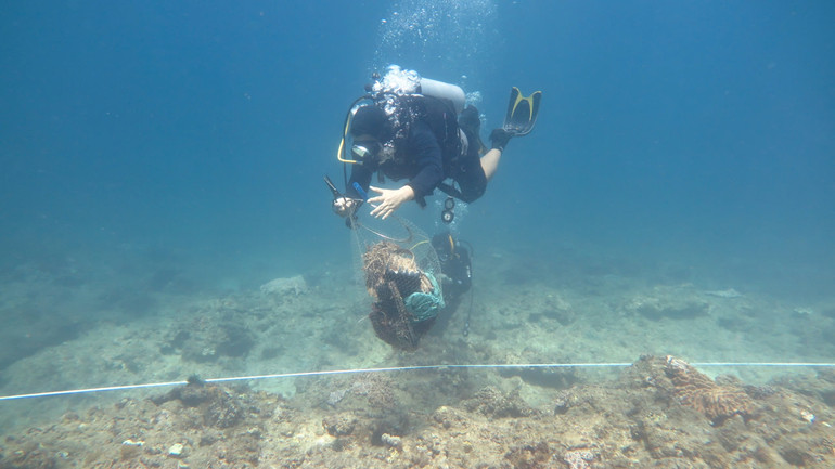 Độ phủ san hô sống và thảm cỏ biển của Khu bảo tồn biển Lý Sơn bị suy giảm nghiêm trọng, cần phải tăng cường bảo vệ.