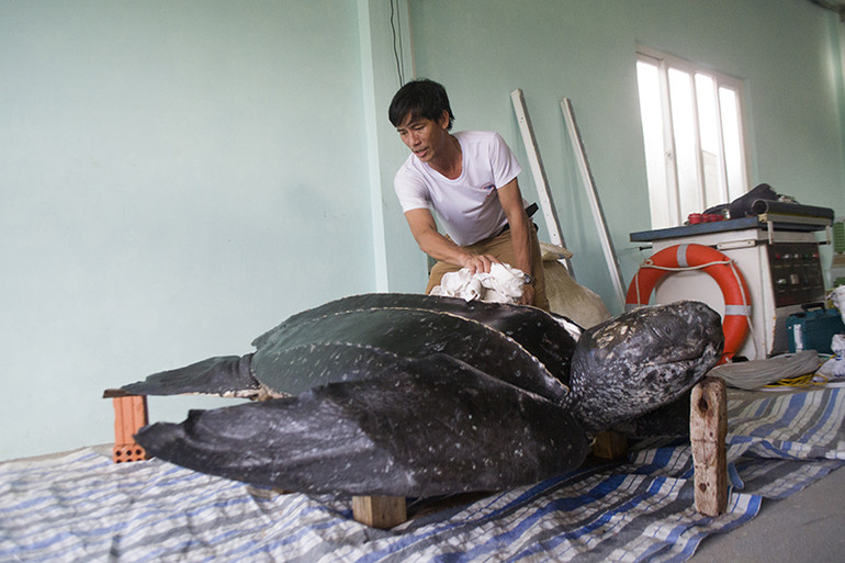 Phục dựng tiêu bản rùa da quý hiếm để trưng bày nhằm tuyên truyền cho cộng đồng nâng cao nhận thức bảo vệ động vật hoang dã sắp tuyệt chủng.