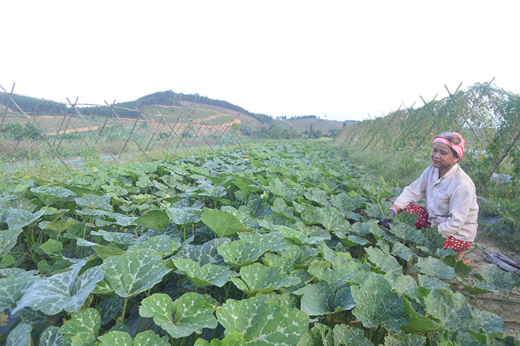 Việc chuyển đổi đất trồng sắn trên những vùng bị nhiễm bệnh nặng sang các cây trồng khác dù đem lại hiệu quả kinh tế cao nhưng diện tích vẫn còn khiêm tốn. Việc chuyển đổi đất trồng sắn trên những vùng bị nhiễm bệnh nặng sang các cây trồng khác dù đem lại hiệu quả kinh tế cao nhưng diện tích vẫn còn khiêm tốn.