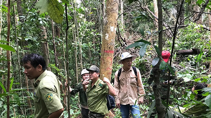 Lực lượng kiểm lâm các tỉnh Quảng Ngãi, Quảng Nam và Kon Tum thường xuyên phối hợp kiểm tra vùng rừng giáp ranh.