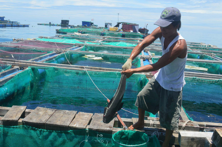 Nuôi cá bớp trong lồng bè ven bờ biển đảo Lý Sơn. Nuôi cá bớp trong lồng bè ven bờ biển đảo Lý Sơn.