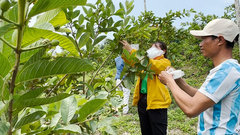 Với ý chí nỗ lực vươn lên và áp dụng tiến bộ khoa học kỹ thuật vào sản xuất giúp đồng bào miền núi Quảng Ngãi vươn lên thoát nghèo, nâng cao đời sống.