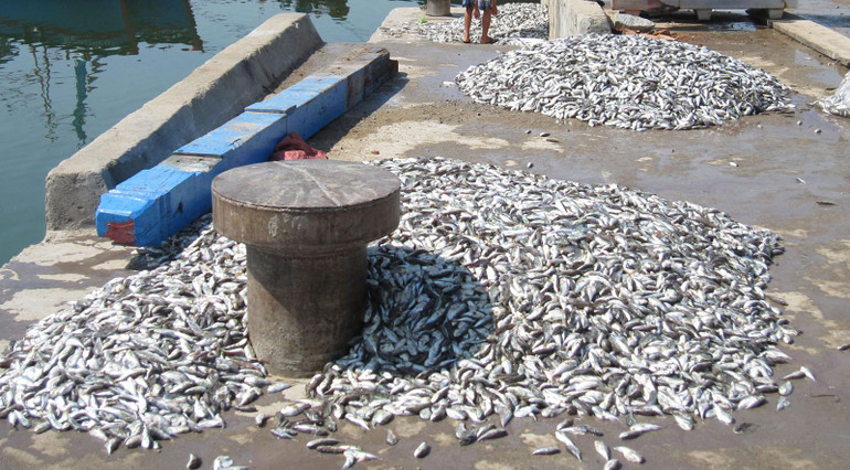 Trong cá nóc có thành phần chủ yếu là tetrodotoxins, thuộc nhóm độc tố thần kinh cực kỳ nguy hiểm.