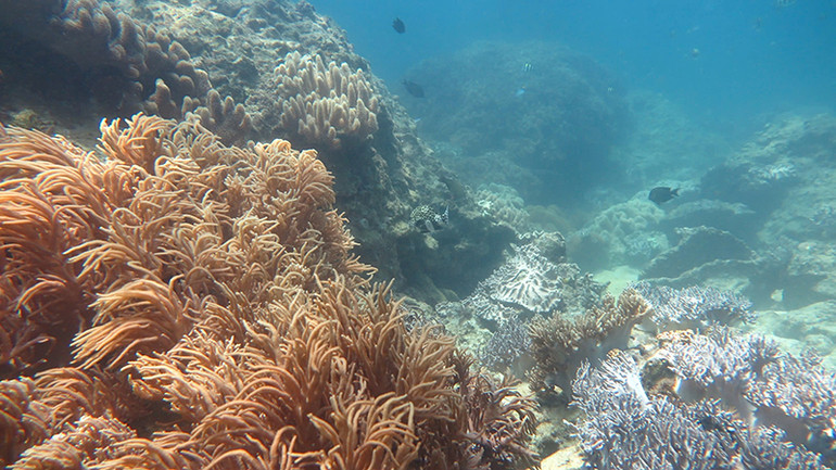 Bảo vệ rạn san hô và thảm thực vật biển là vấn đề cấp thiết nhằm bảo tồn đa dạng sinh học tại Khu bảo tồn biển Lý Sơn.