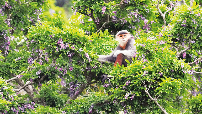 Voọc chà vá chân nâu trên cây hoa thàn mát.