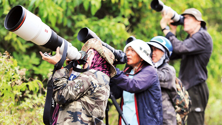 Nhiếp ảnh gia “săn” ảnh đẹp của voọc chà vá chân nâu trên rừng hoa thàn mát.