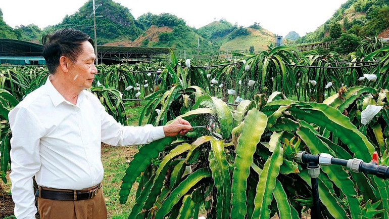 Sử dụng hệ thống châm phân tự động theo đường ống nước tới diện tích cần tưới tại xã Mường Sang, huyện Mộc Châu, tỉnh Sơn La.