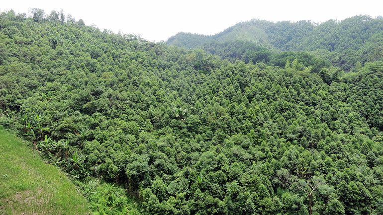 Một diện tích rừng trồng ở huyện Chợ Mới. (Ảnh HƯƠNG LAN) Một diện tích rừng trồng ở huyện Chợ Mới. (Ảnh HƯƠNG LAN)