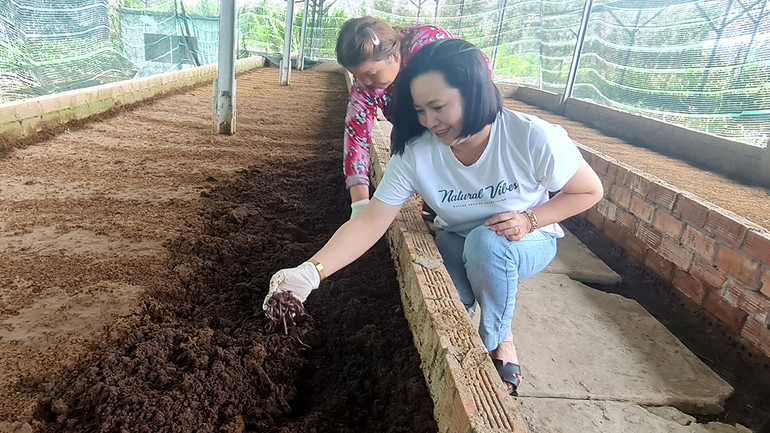 Sản phẩm trùn quế trong mô hình kinh tế nông nghiệp tuần hoàn của Hợp tác xã Ngũ Thường Mekong, xã Tân Bình, huyện Phụng Hiệp.