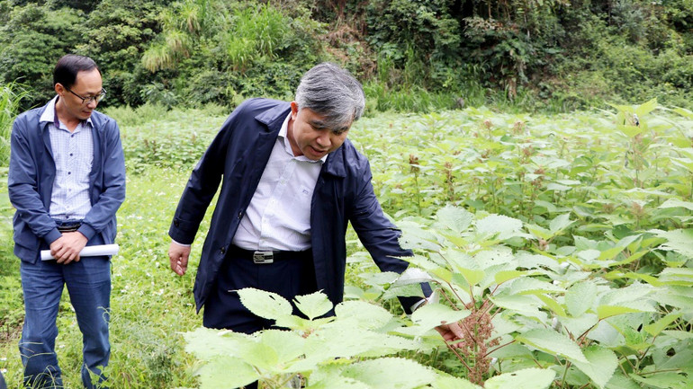 Cán bộ tỉnh Ðiện Biên kiểm tra mô hình trồng cây gai xanh được thực hiện theo mô hình liên kết tại huyện Tủa Chùa.