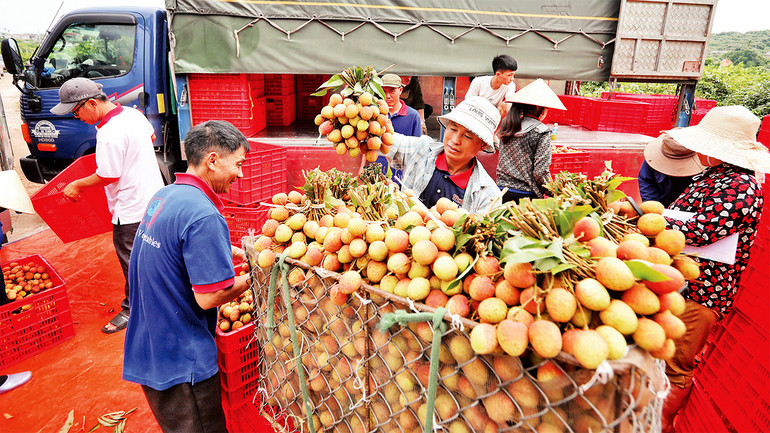 Thu mua tại vườn ở xã Phúc Hòa, Tân Yên.