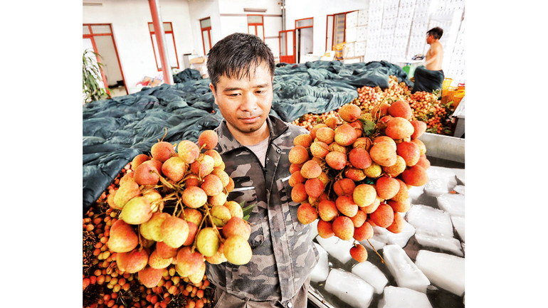 Người dân thu hoạch vải chuẩn bị bán cho thương lái tại xã Phúc Hòa.