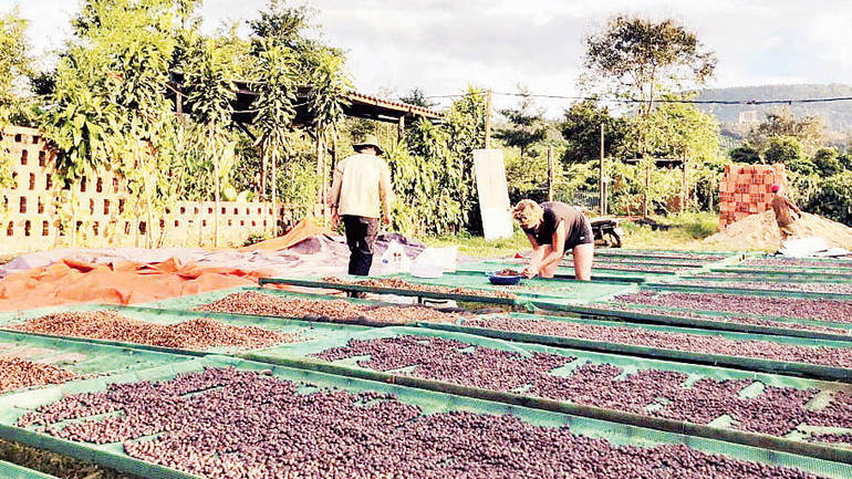 Các tình nguyện viên phơi cà-phê.