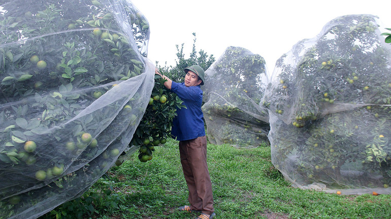 Người dân xã Thanh Ðức phủ màn bảo vệ cây trong quy trình trồng cam hữu cơ. (Ảnh THÀNH CHÂU)