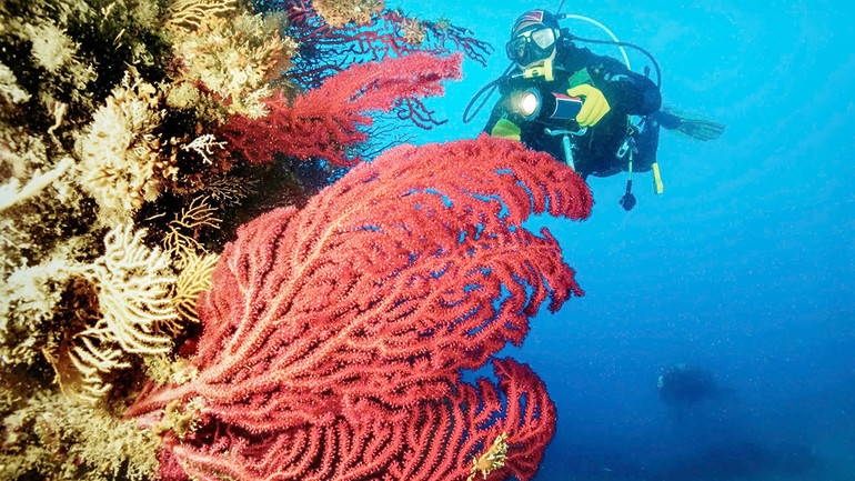 KDI Holdings hợp tác Viện Hải dương học Nha Trang để phát triển công trình công viên Vạn San Đảo.