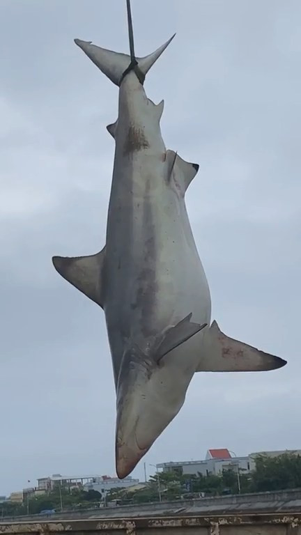 Cá nhám do ngư dân Nguyễn Thạnh ở huyện đảo Lý Sơn câu được tại vùng biển đảo Lý Sơn có trọng lượng lên đến 211kg.