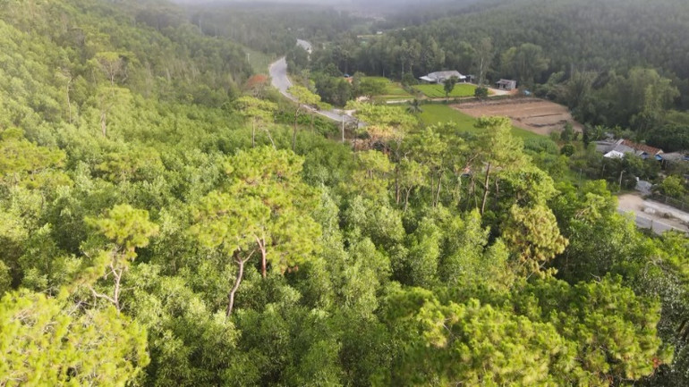 Màu xanh rừng trồng ngút ngàn trên mảnh đất Ba Tơ anh hùng.