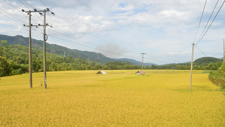 Mùa vàng trên vùng cao Ba Tơ.