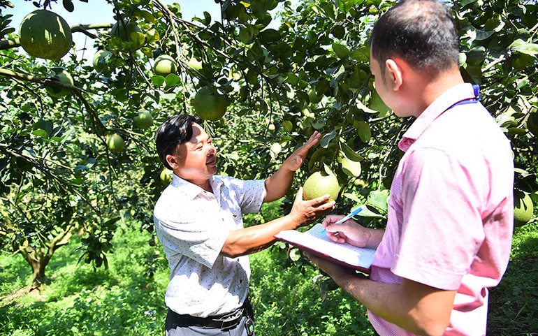 Vườn bưởi da xanh xuất khẩu của Hợp tác xã Dân Tiến (ấp Thiềng Liềng, xã Tân Định, huyện Bắc Tân Uyên, tỉnh Bình Dương). (Ảnh Mỹ Hà)