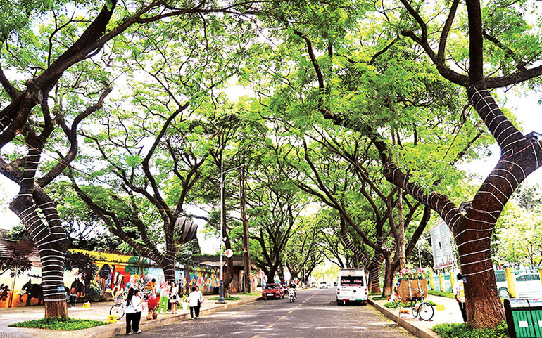 Đường Phan Đình Giót có hàng cổ thụ được nhiều du khách chọn làm điểm check-in. Đường Phan Đình Giót có hàng cổ thụ được nhiều du khách chọn làm điểm check-in.